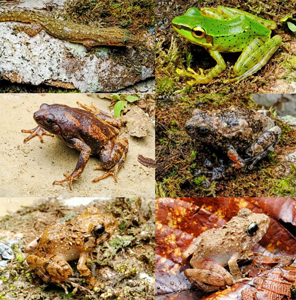frogs