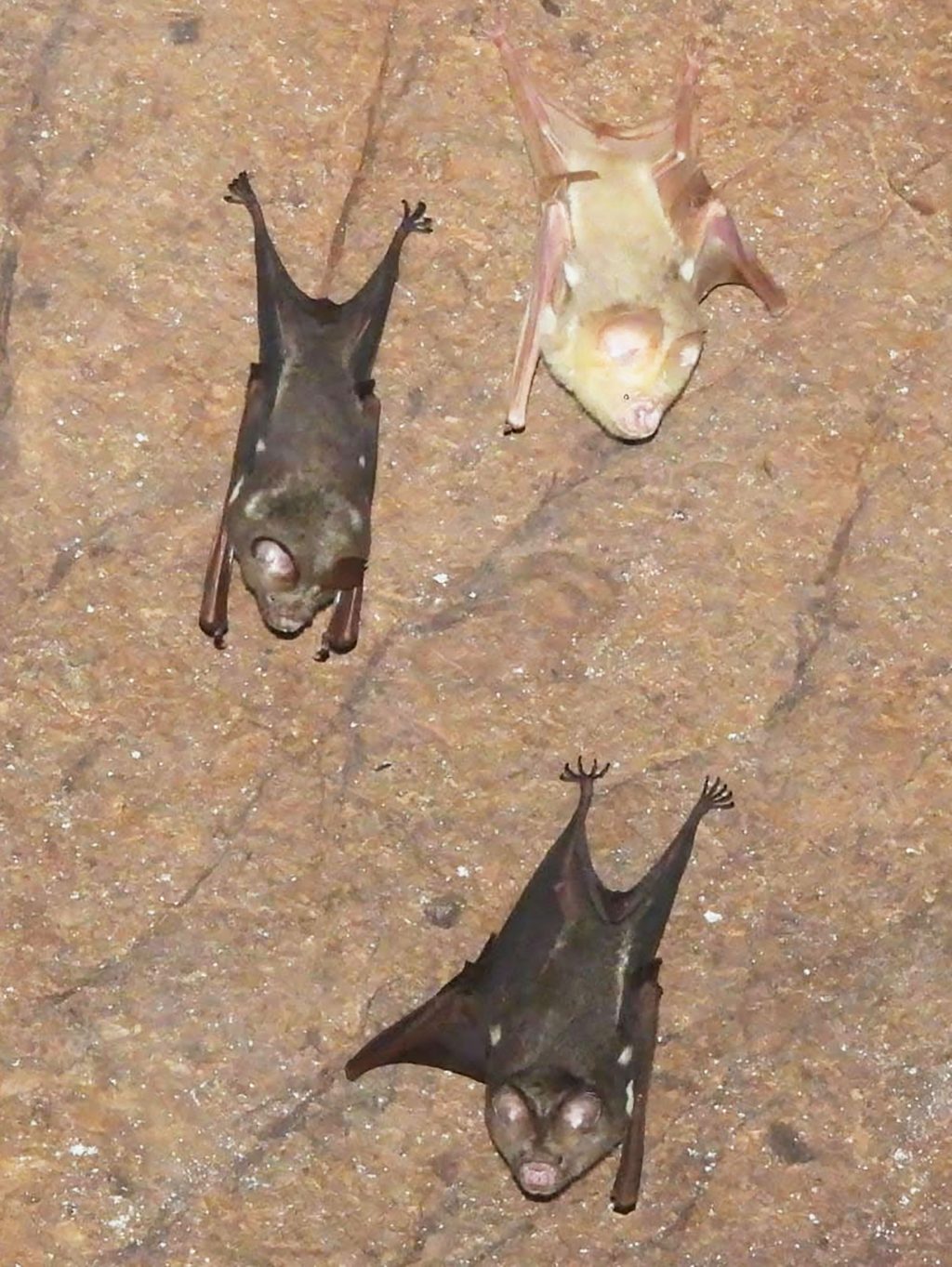 _Microbat 1