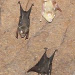 _Microbat 1