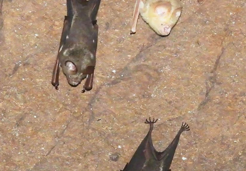 _Microbat 1